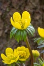 Winter aconite Eranthis hyemalis, flowering in front of a tree